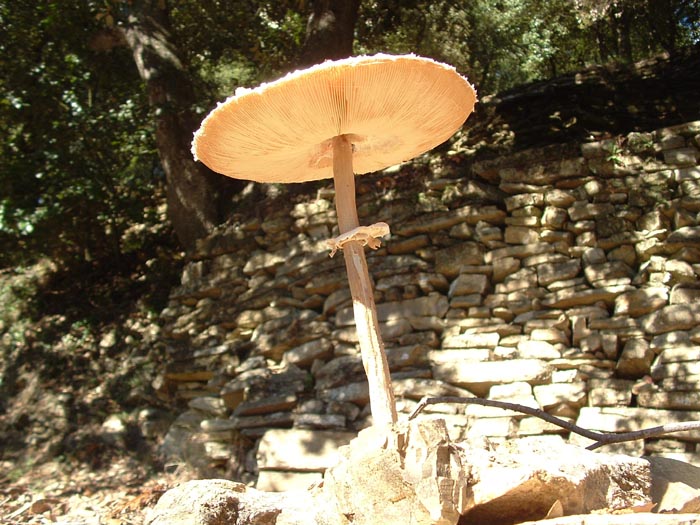 Macrolepiota procera?